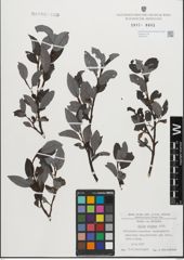 Foto von Salix glabra Scop.